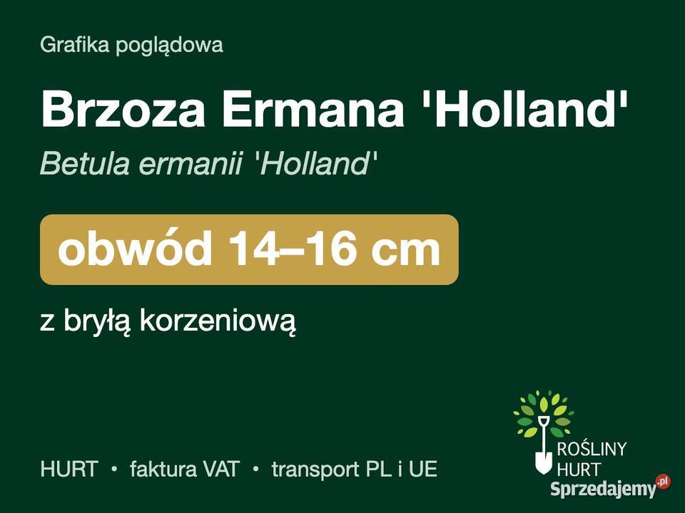Brzoza Ermana Holland obwód 1416 z bryłą HURT