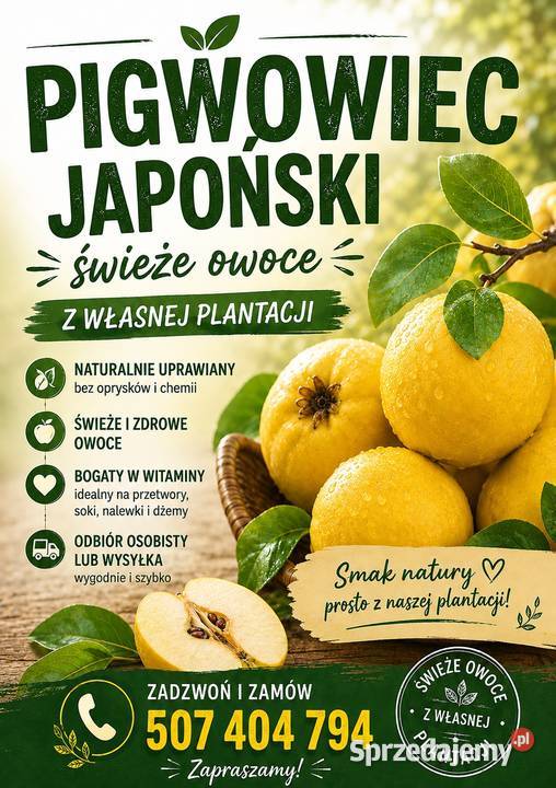 Pigwowiec Japoński świeże owoce eko