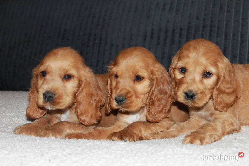 Śliczny szczeniak cocker spaniel Radwan