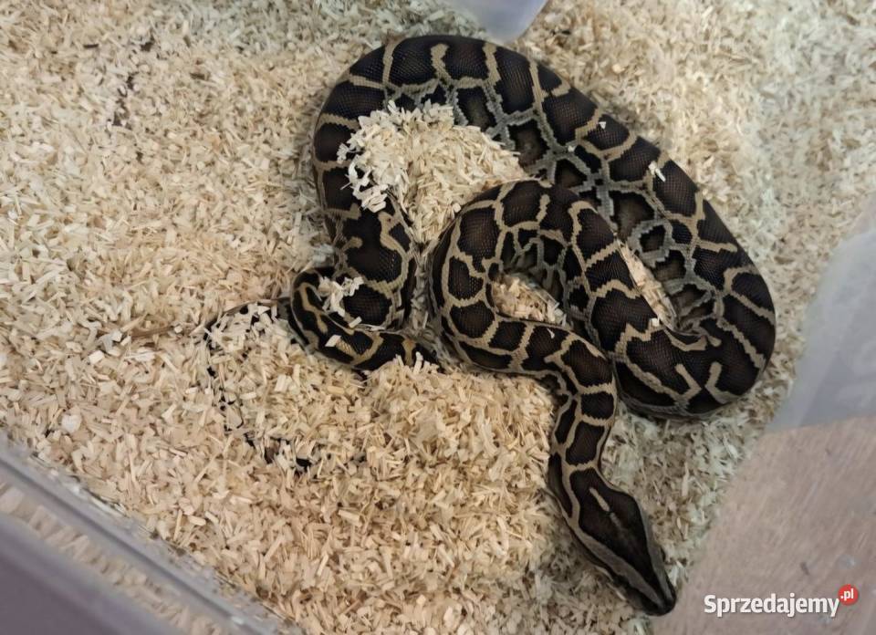 Pyton Birmański Pyton tygrysi ciemnoskory Python Gady i płazy śląskie sprzedam