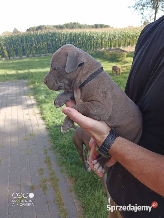 Amstaff PIES american staffordshire terrier Zamek Bierzgłowski