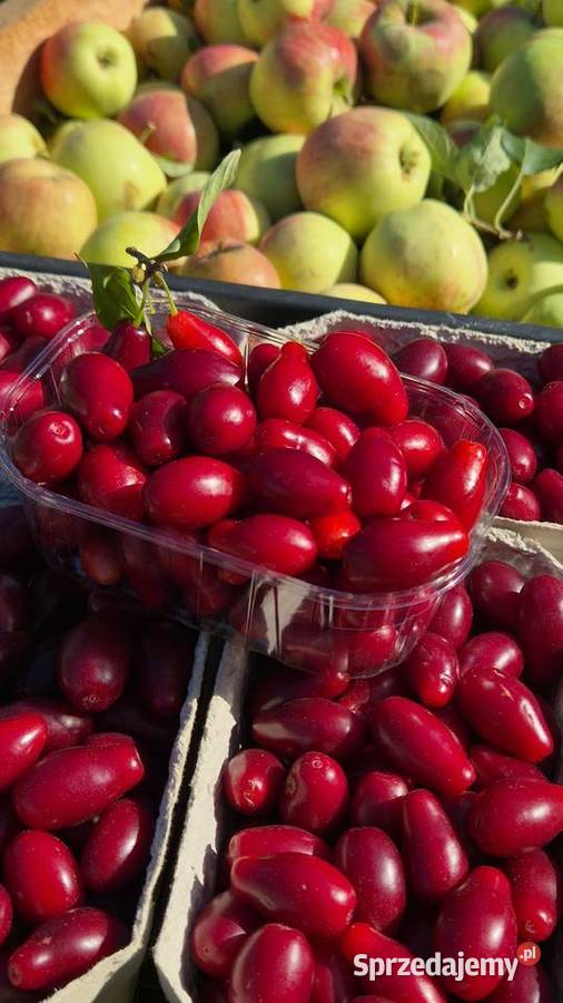 Dereń owoce derenia z plantacji w gminie Tarczyn