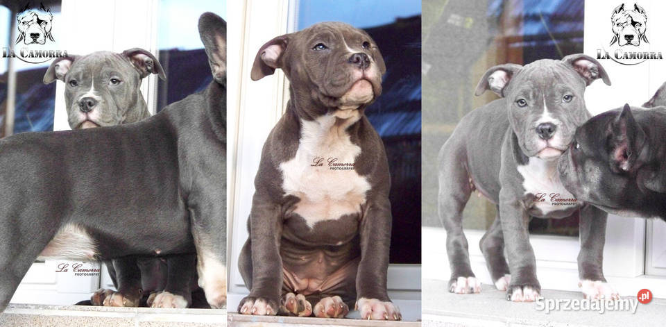 American Staffordshire Terrier Amstaff Suczka Paczków