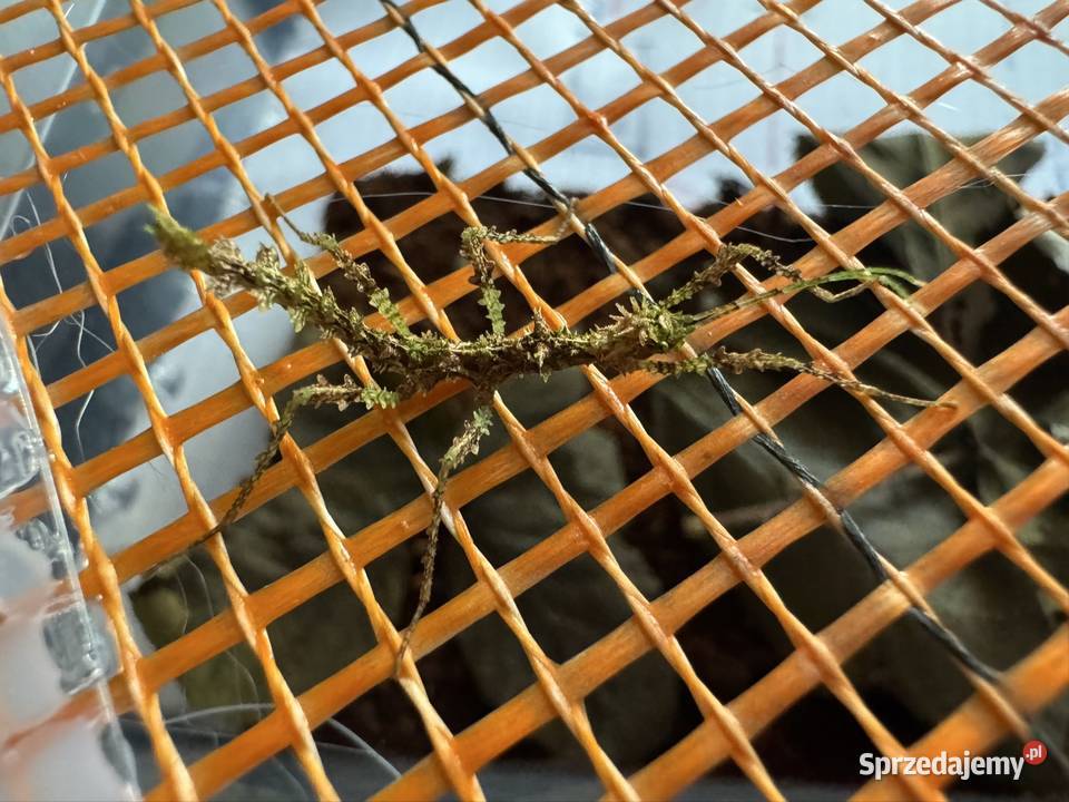 Straszyki na sprzedaż różne gatunki proszę pytać sprzedam