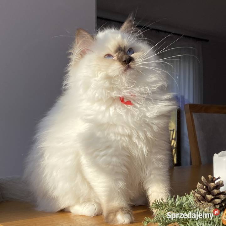 Piękna kotka hodowlana Ragdoll gotowa do Tychy sprzedam