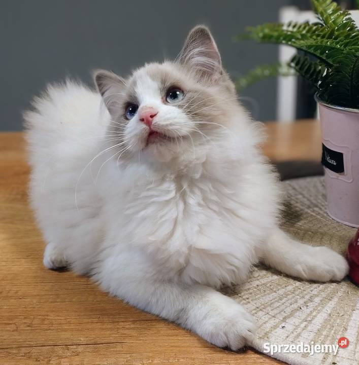 Darwin słodki chłopak ragdoll wielkopolskie Dolsk