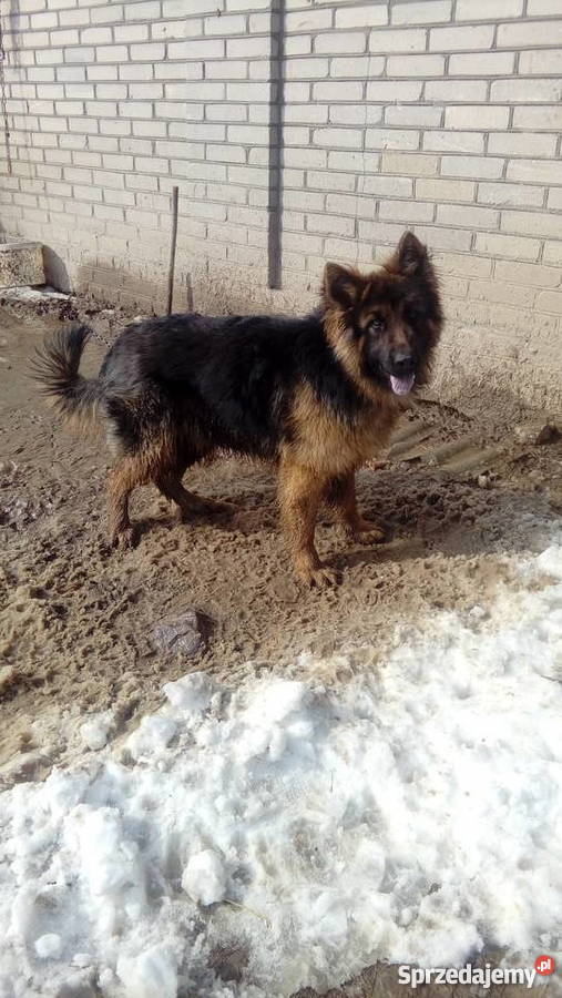 Szczenieta Owczarek Niemiecki Zamość