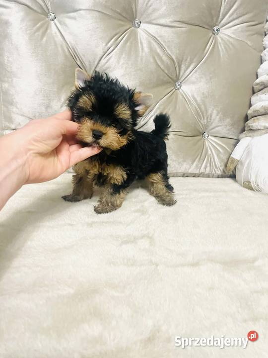 York Romek z Bajki Cudny czarnozłoty York Wrocław sprzedam