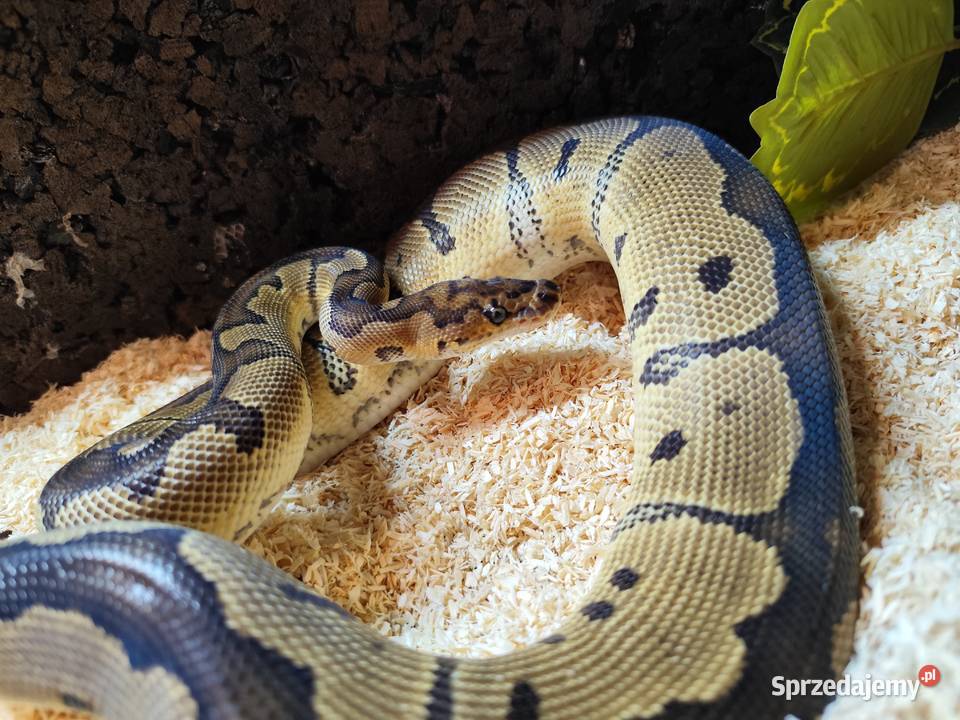 Pyton królewski z terrarium Pruszków