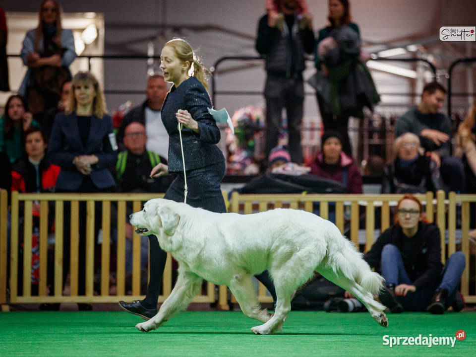 Owczarek podhalański szczenięta bo utytułowanych Jamnice