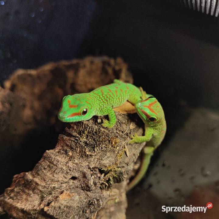 Felesumy Madagaskarskie Radom