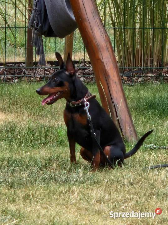 Pinczer Miniaturowy ZKwP FCI szczenięta