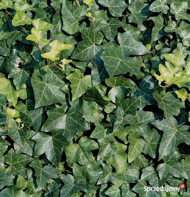 Piękny Bluszcz pospolity Krakowa Garlica Duchowna