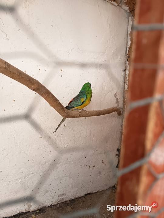 Sprzedam samca świergotki wielkopolskie