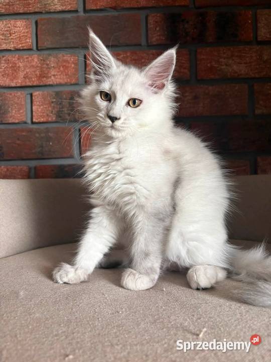 Maine Coon kotka Melodia Szembruk