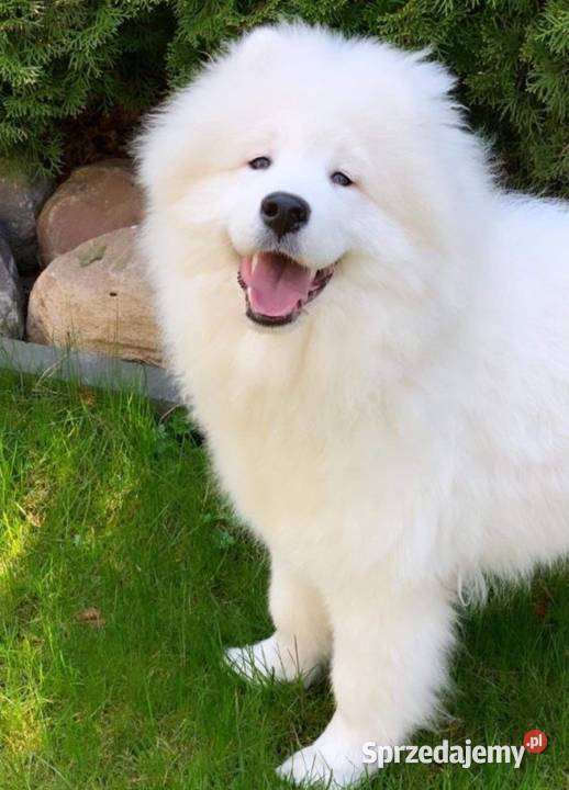 Samojed Samoyed suczka