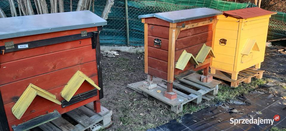 ule warszawskie zwykłe Chmielnik