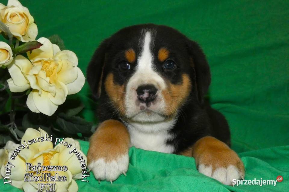 Duży Szwajcarski Pies Pasterski szczeniak śląskie sprzedam