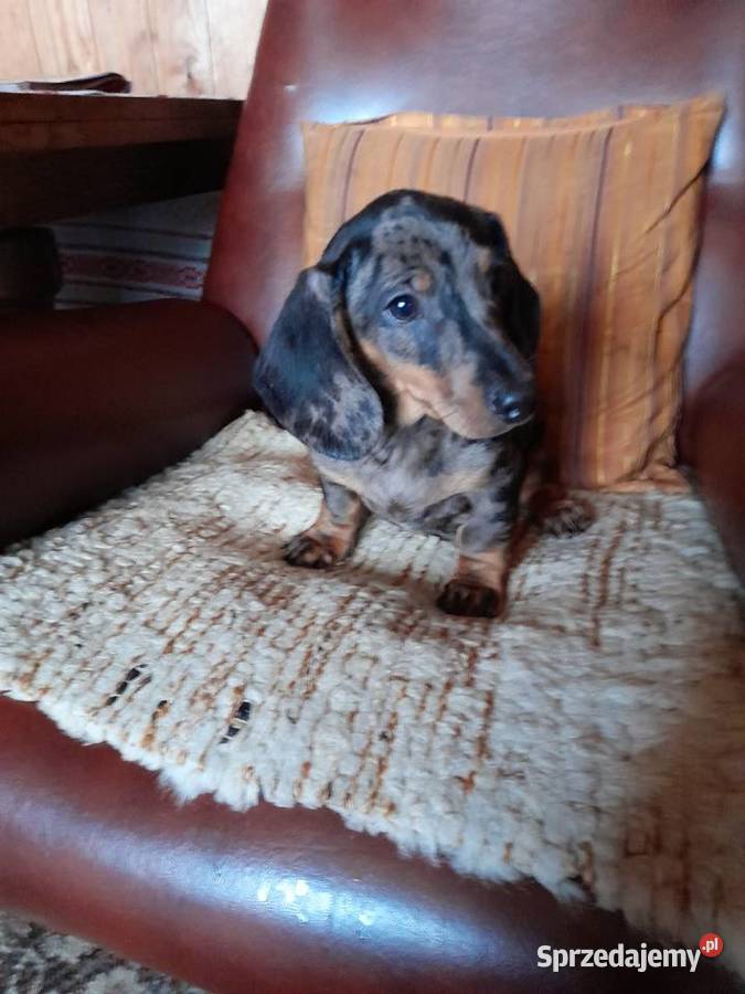 Jamnik krótkowłosy merle Augustów