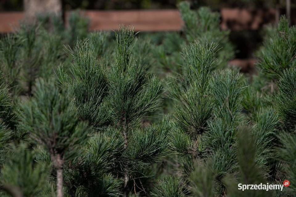 Sosna limba Pinus cembra wys 5070 z gruntu