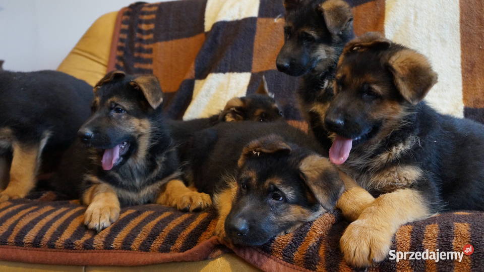 OWCZAREK NIEMIECKI SZCZENIĘTA Bydgoszcz