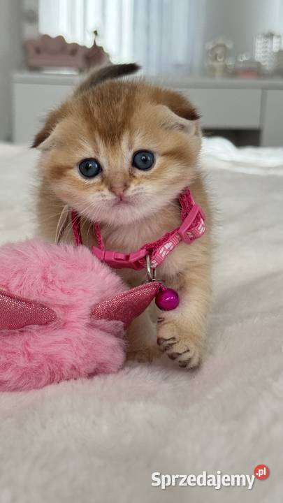 Kotka Szkocka złota zwisłoucha Scottish fold Wrocław