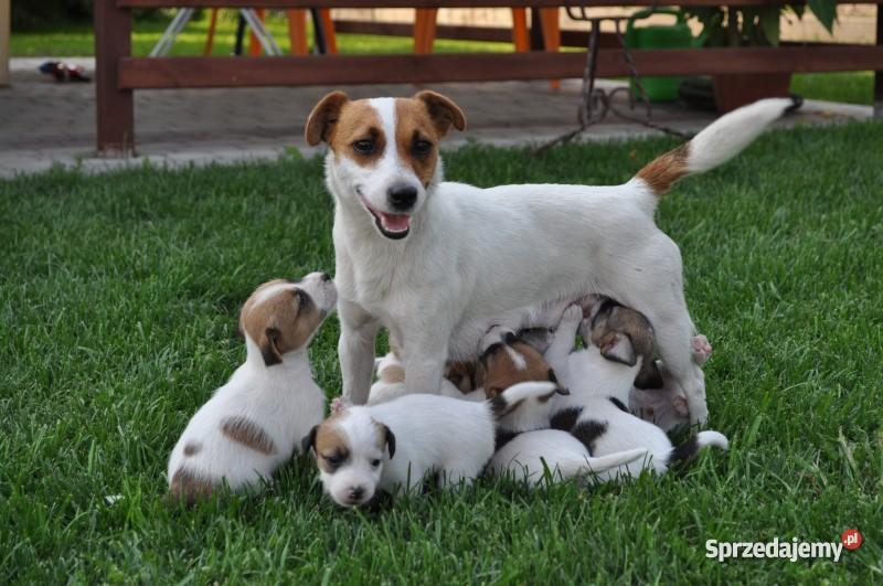 Jack Russell Terrier szczenięta lubelskie Zamość sprzedam