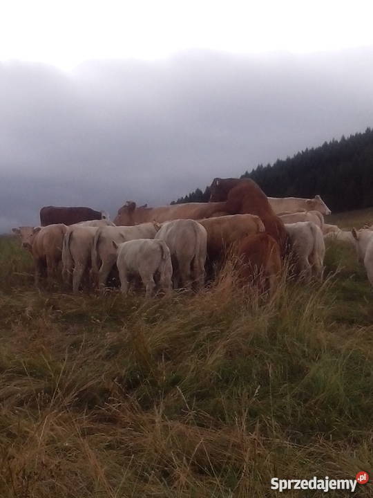 byczki byki opasy odsadki Charolaise Muszyna