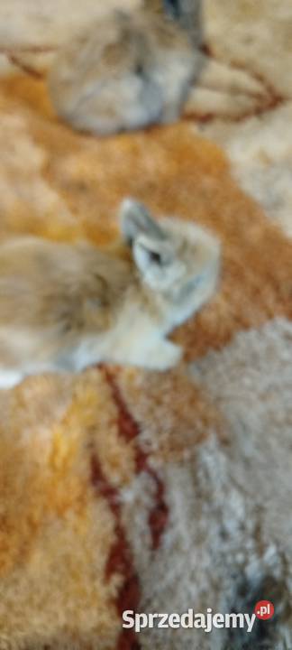 Króliczki miniaturki dolnośląskie Mierzowice