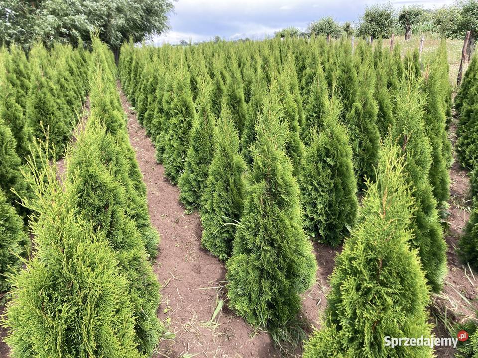 TujaThujaTuje Szmaragd 140210 sprzedam