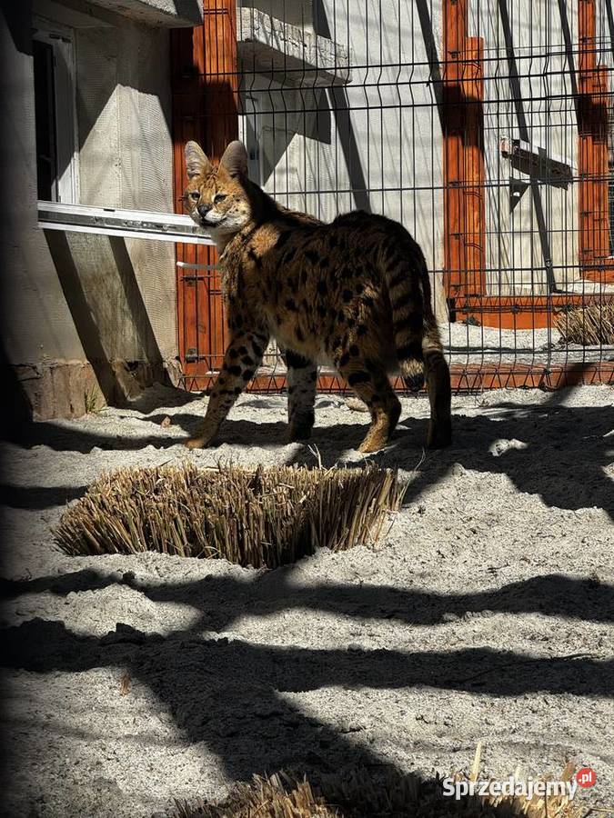 Sprzedam serwala sawannowego małopolskie Kraków