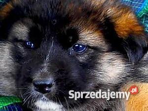 Szczeniak OWCZAREK NIEMIECKI HUSKY Warszawa Legionowo