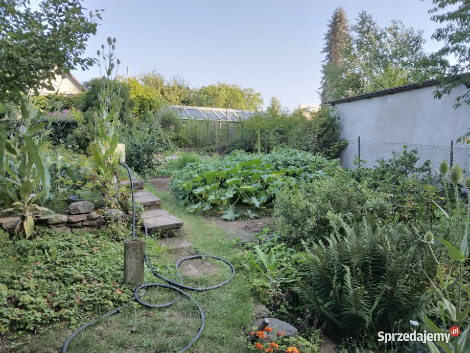 Działka ROD Gdynia Mały Kack Ogród działkowy rekreacyjna pomorskie sprzedam