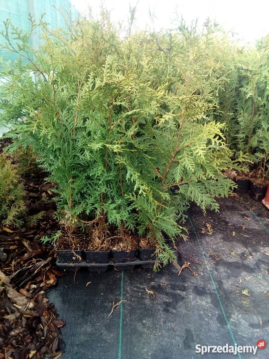 Tuja Brabant Idealna na żywopłot Super Tuje 6080 Bratwin sprzedam