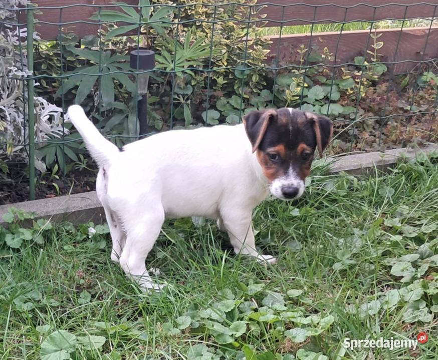 Jack Russell Terrier Jack Russell Terrier Wschowa sprzedam