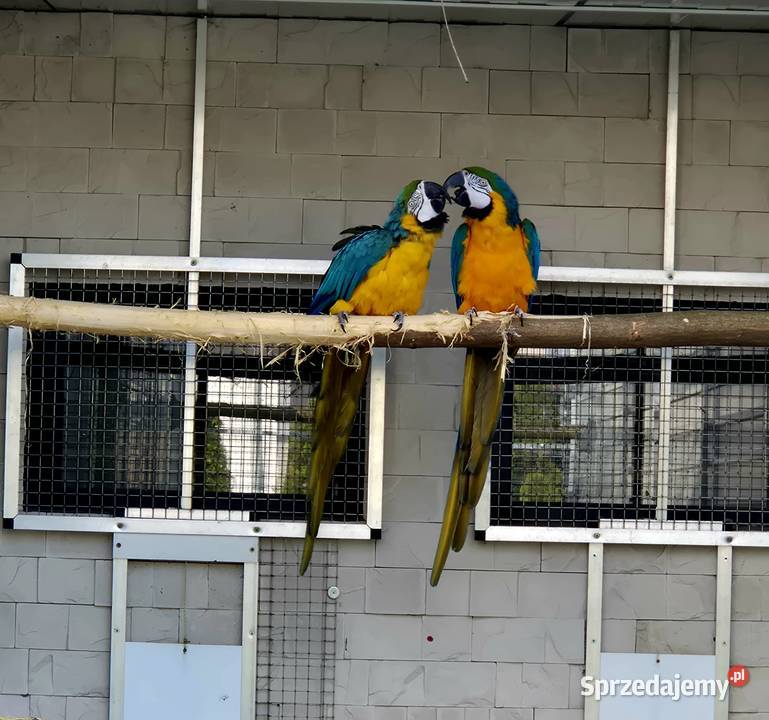 Ara Ararauna dorosłe ptaki Rakoniewice