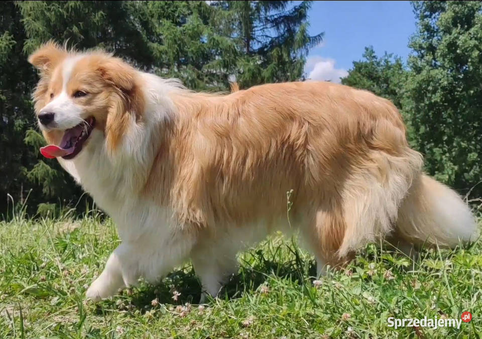 BORDER COLLIE klasyk z dokumentami podkarpackie Iwonicz