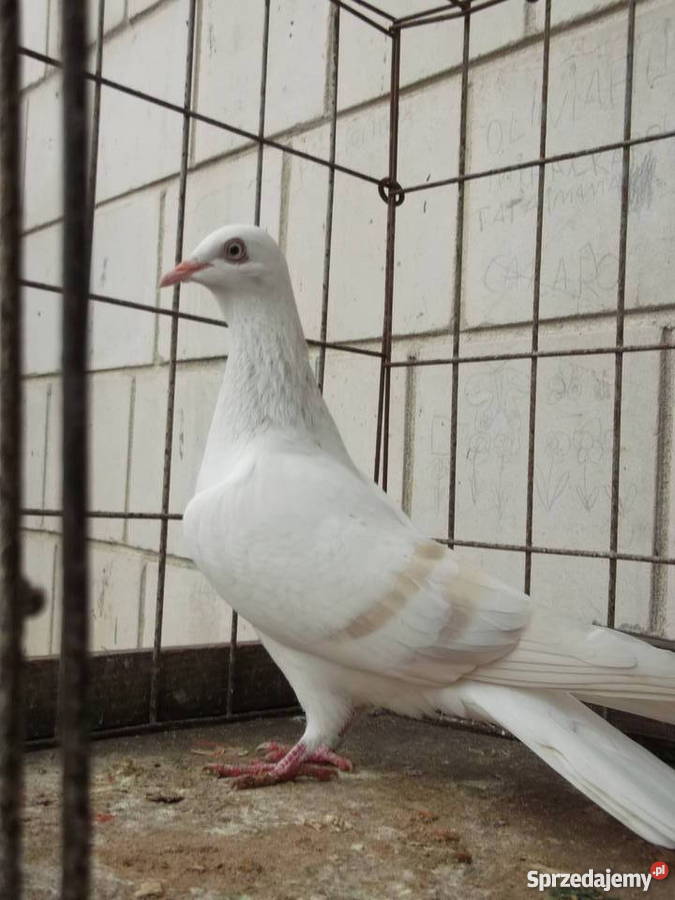 Sprzedam gołąbki ozdobne mazowieckie Garwolin
