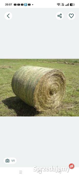 Siano baloty 100 Maciejowice