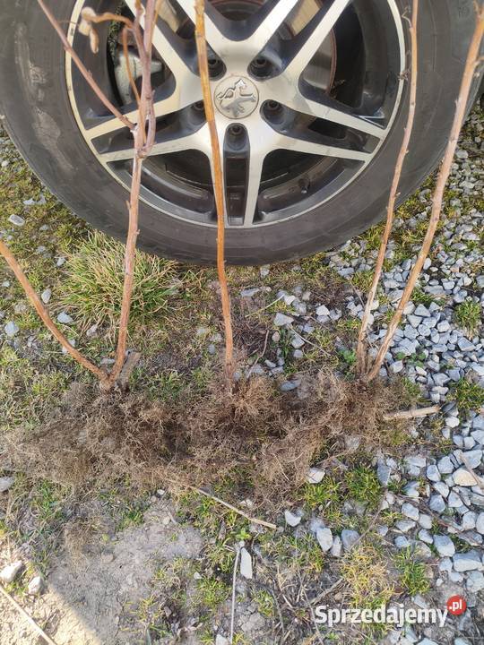 Sadzonki malin letnich Puławy sprzedam