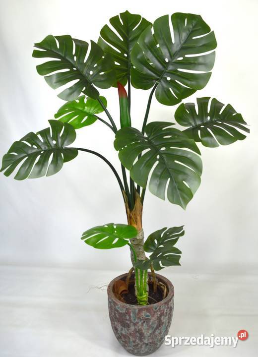 Sztuczna Monstera Deliciosa kwiat due licie dwa pnie 120cm jak ywa  Wbrzeno - Sprzedajemy.pl