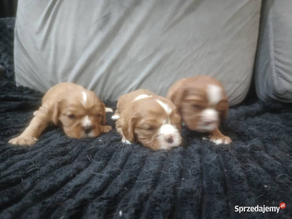 Cavalieki małe szukają domu pełnego miłości