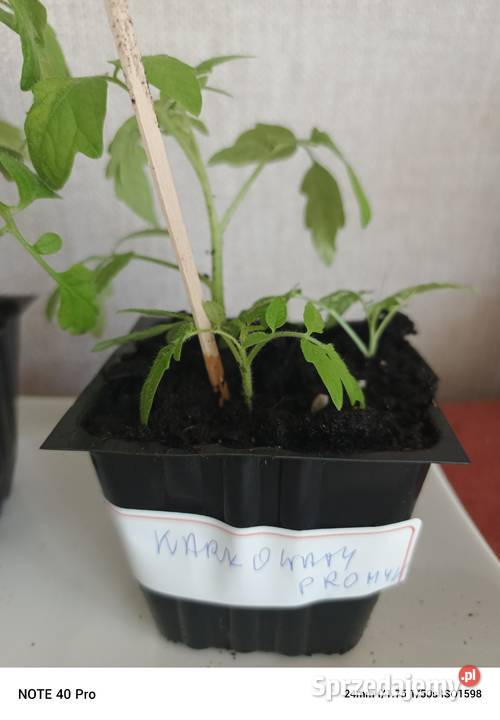 Sadzonka pomidora karłowatego Promyk Dom i Ogród łódzkie Łódź