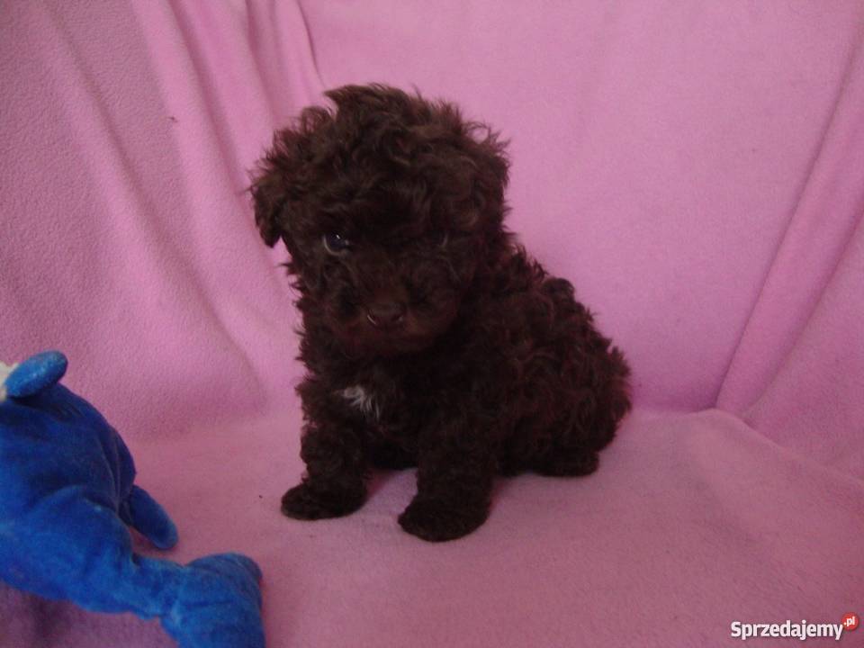 bolończyk kolorowy piesek czekoladowy wielkopolskie Kościan sprzedam