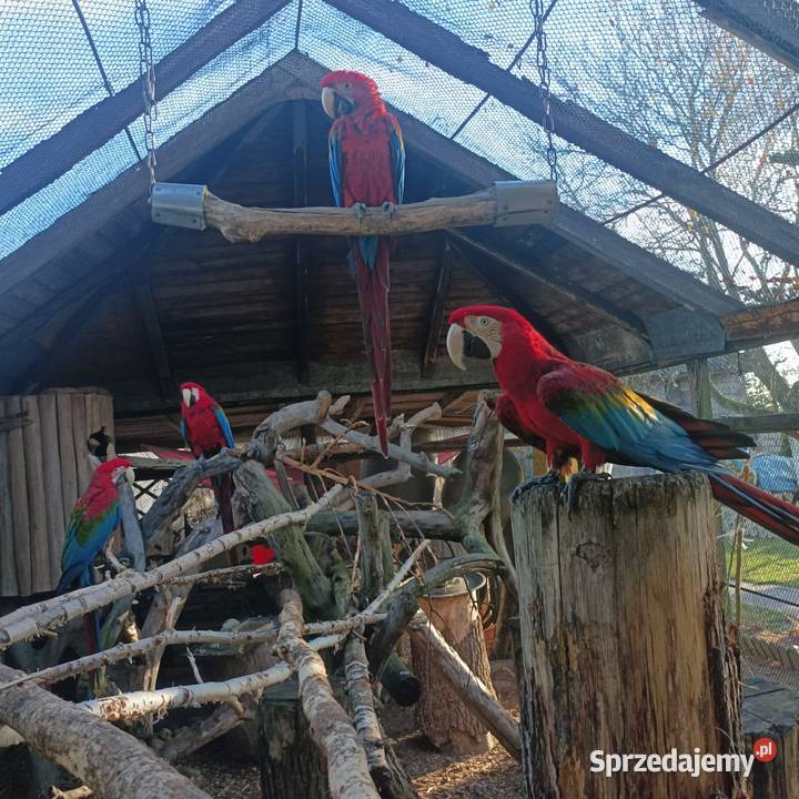 Ara zielonoskrzydła Julianów