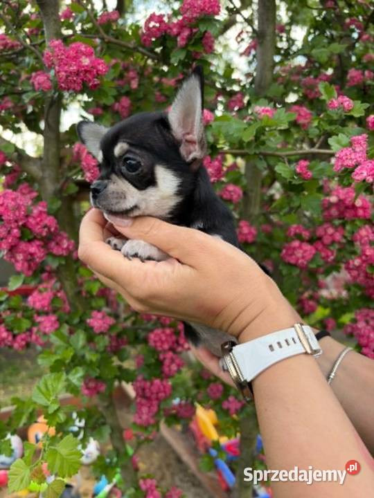 CHIHUAHUA ŚLICZNA SUNIA TRICOLOR Zwierzęta sprzedam