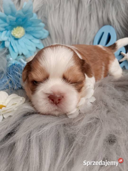Piękny pies rasy ShihTzu