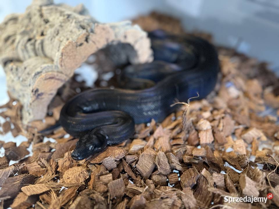 Boa Cesarski IMG MOTLEY