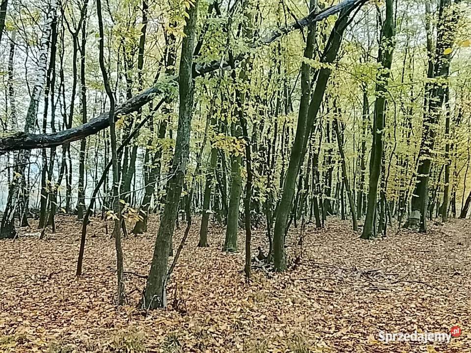 Drzewo na pniu Tomaszów Lubelski