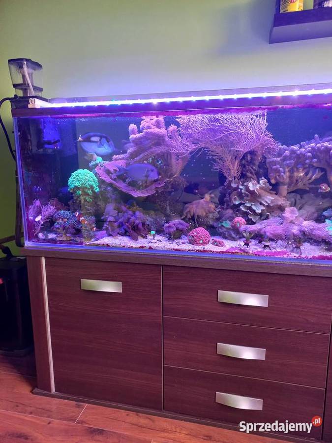 Akwarium morskie Zwierzęta lubuskie